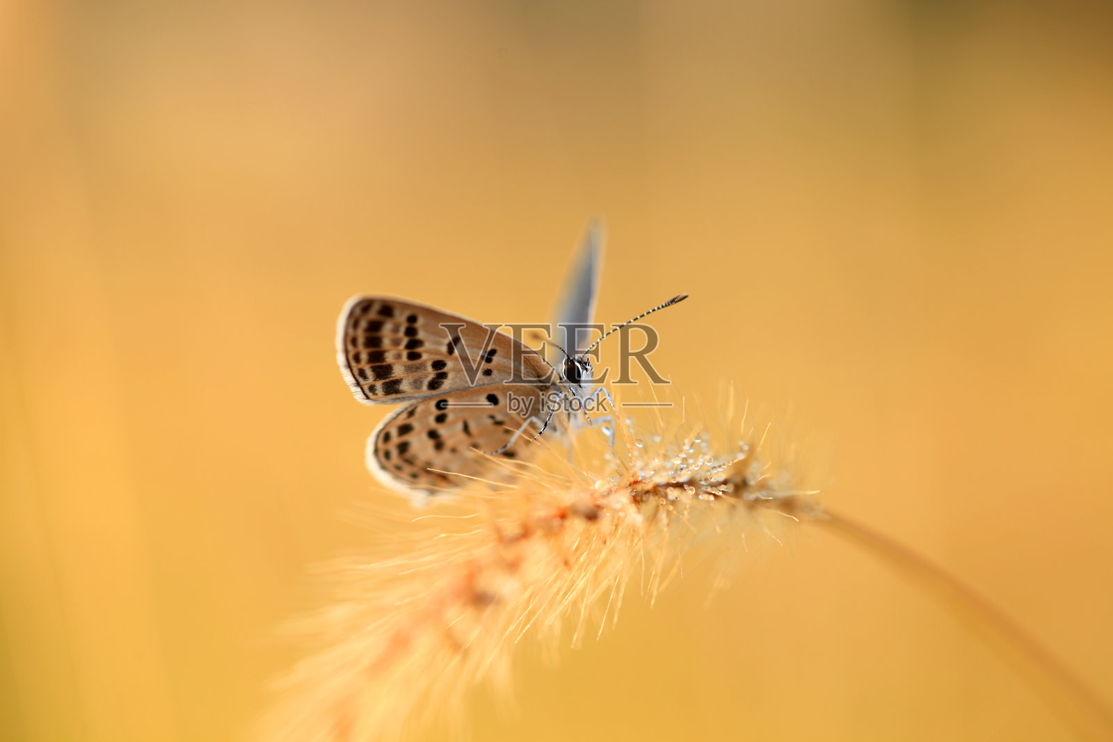 一只蝴蝶在采蜜照片摄影图片
