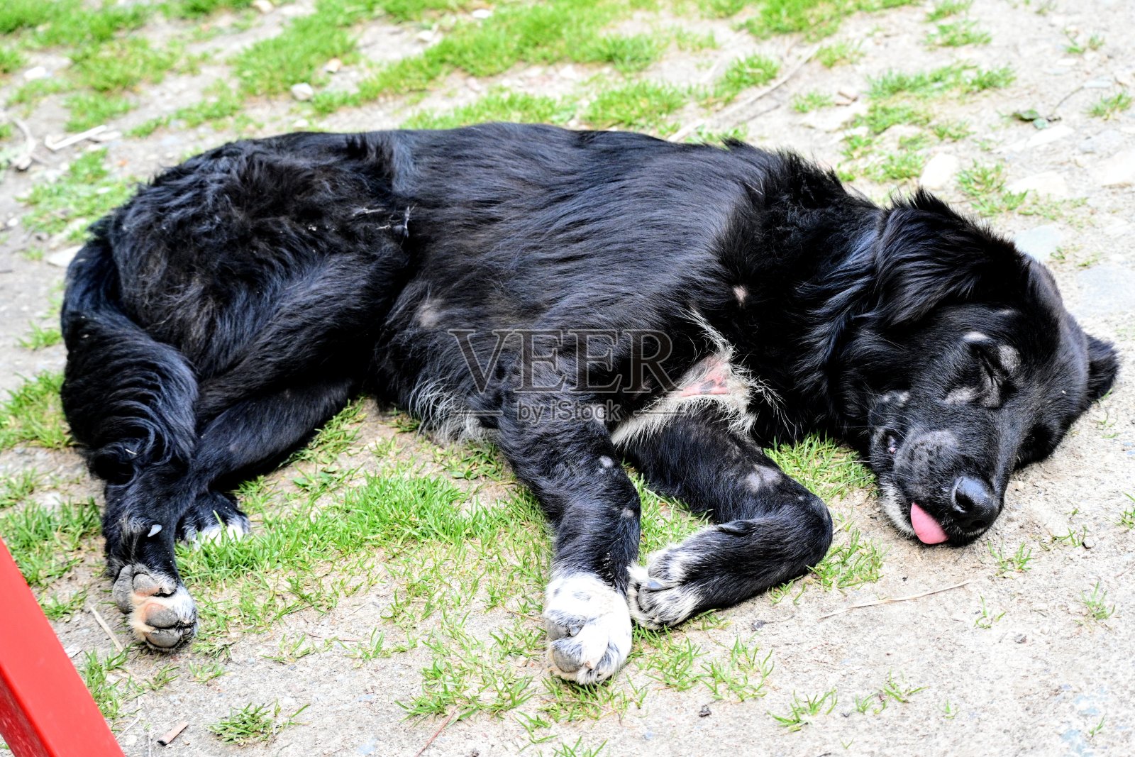 山黑狗在长途跋涉后休息照片摄影图片