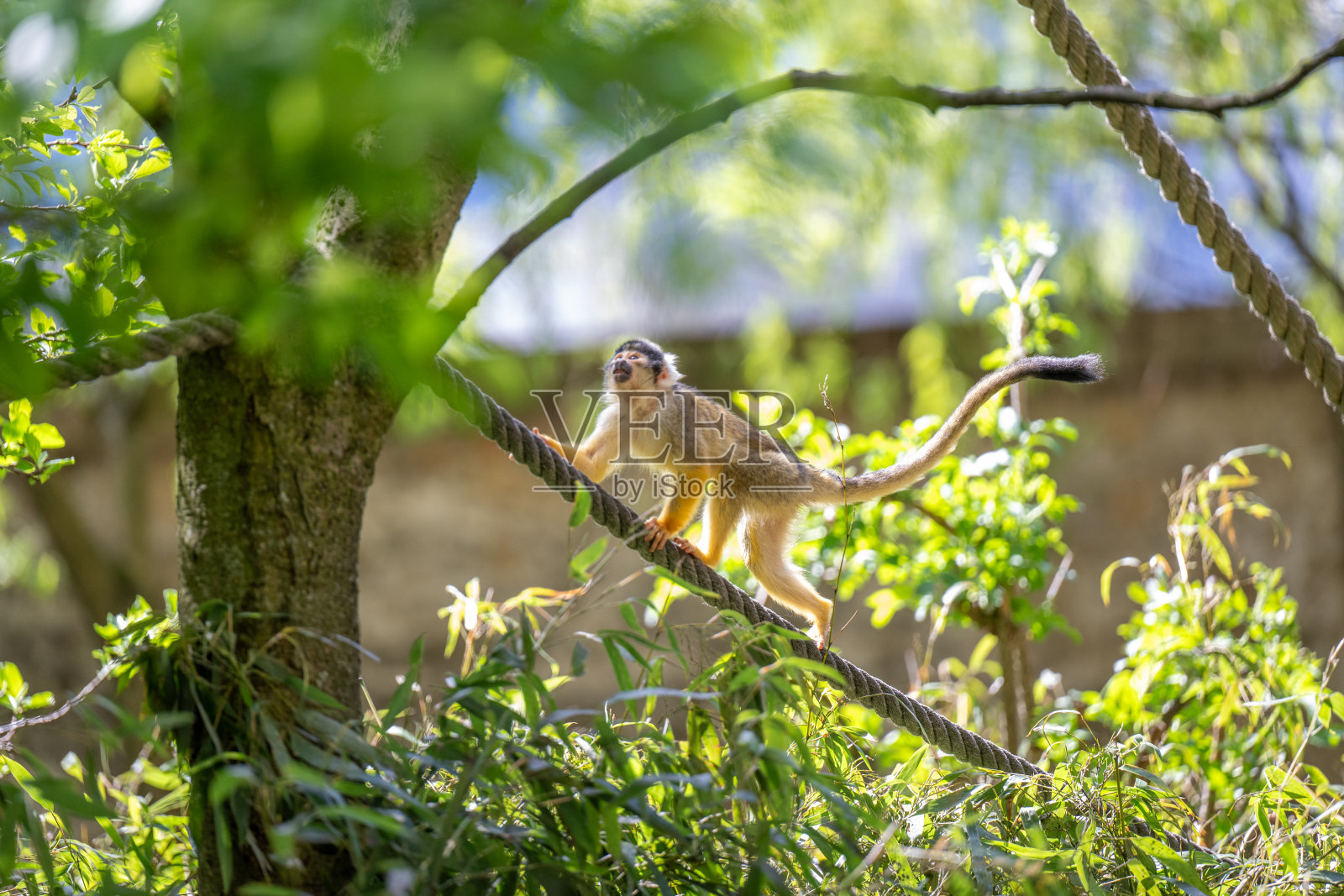 树上的猴子照片摄影图片