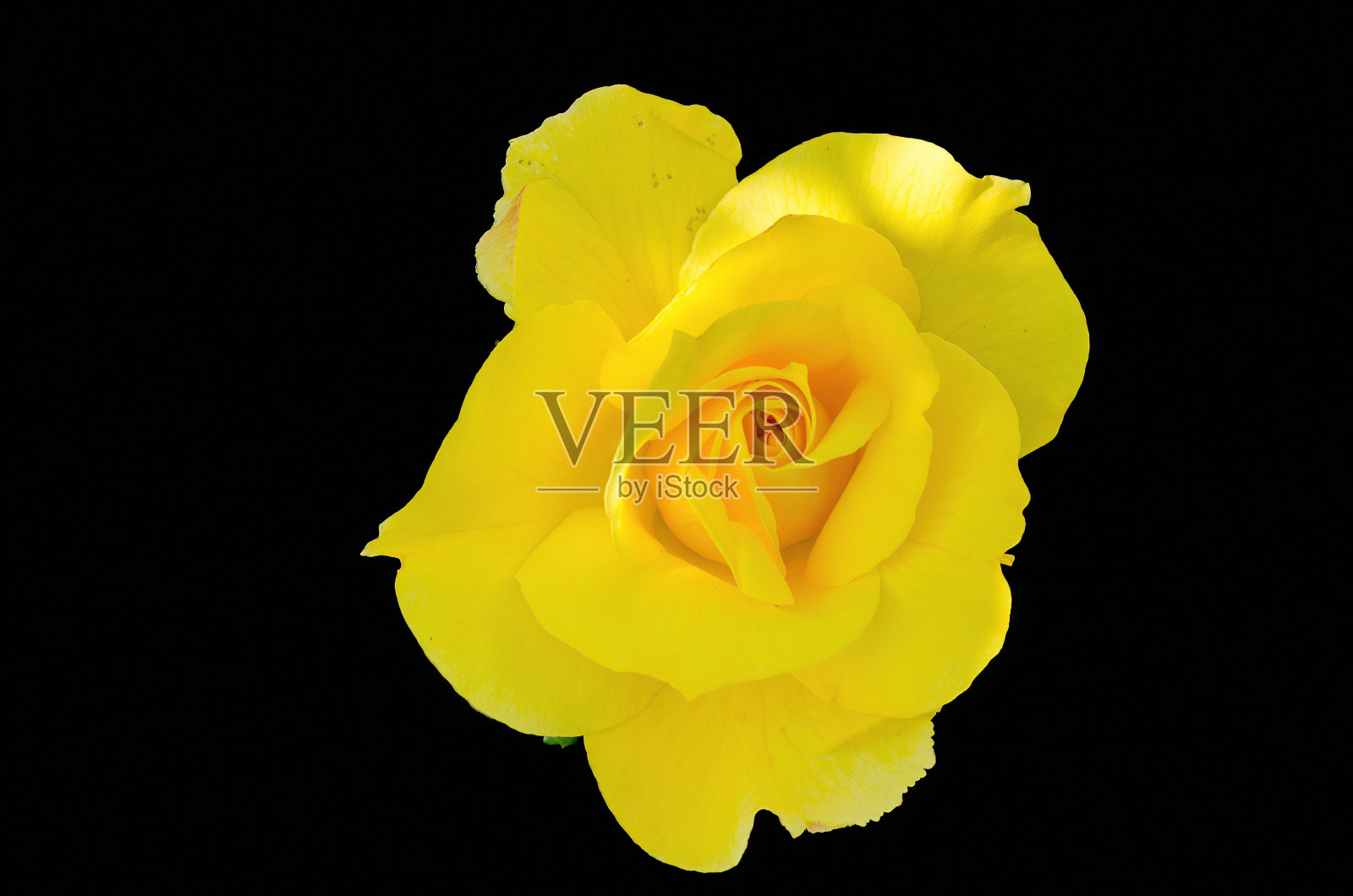 黄玫瑰照片摄影图片