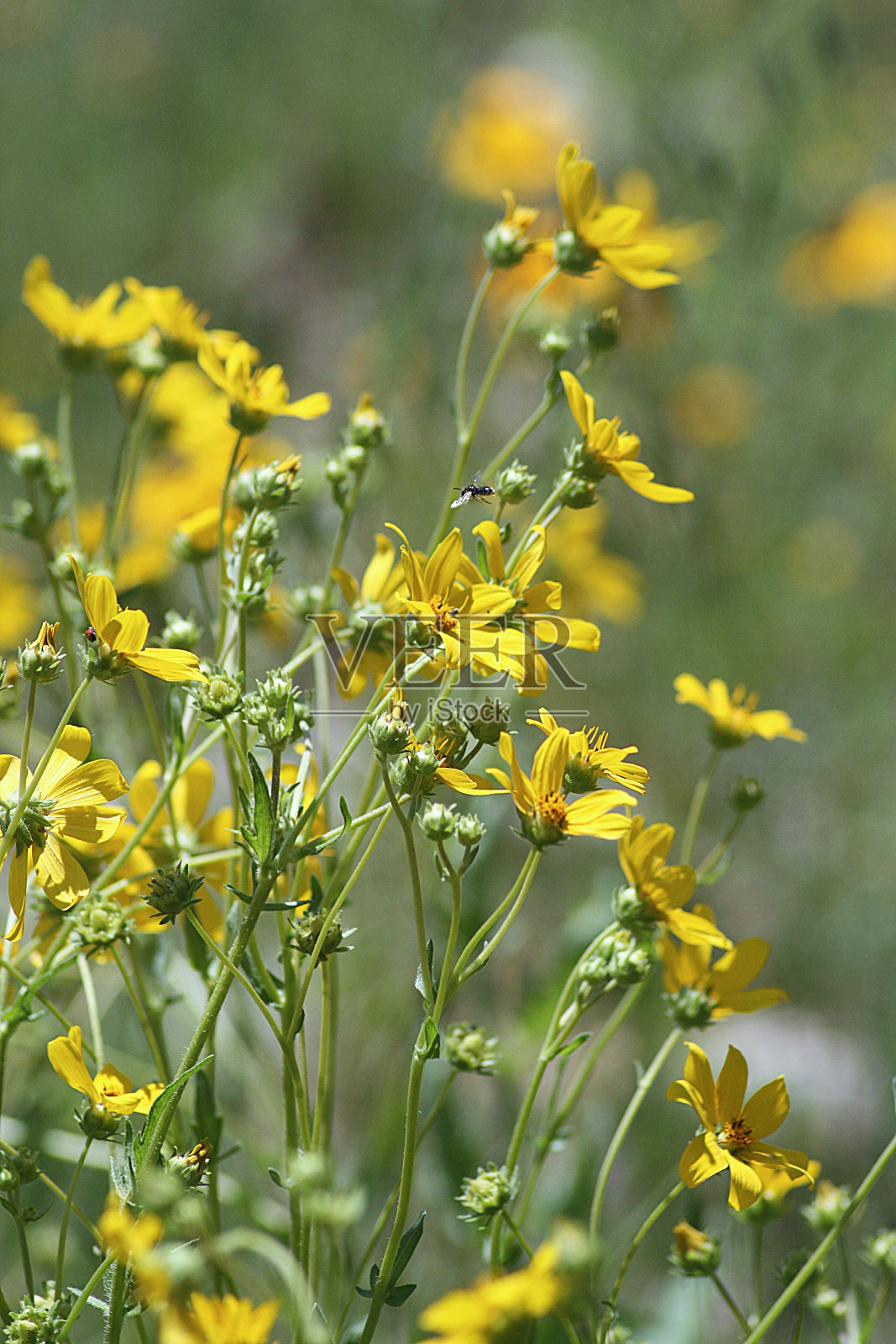 黄色的野花照片摄影图片