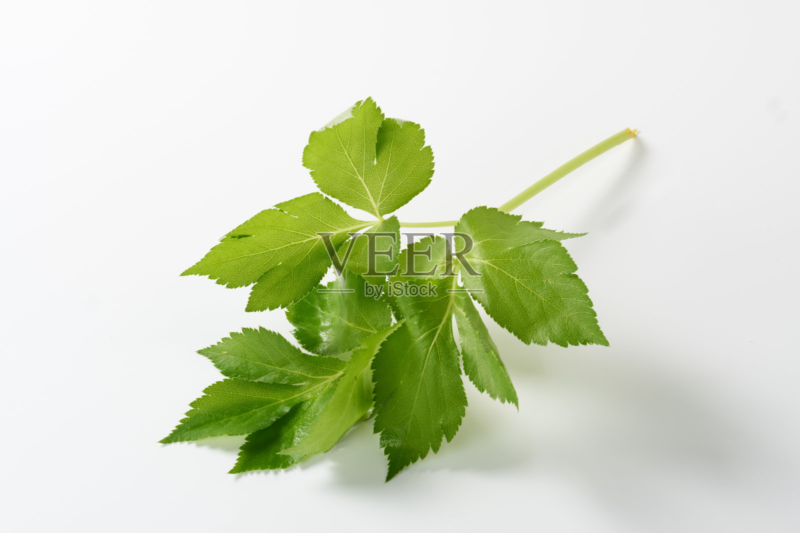 日本原产的明日叶,以白色为背景