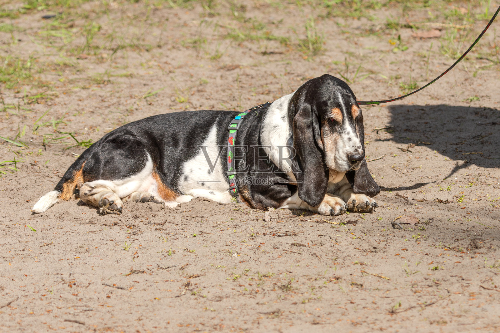 在阳光明媚的日子里，一只纯种狗在大自然中散步照片摄影图片