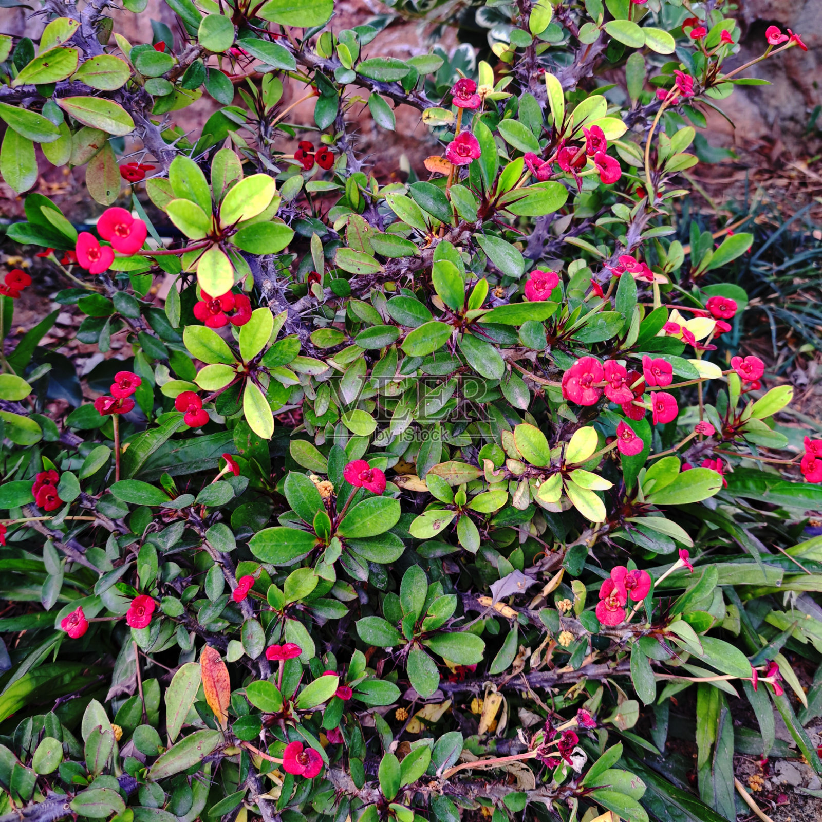 春天里的草地与红色花朵照片摄影图片