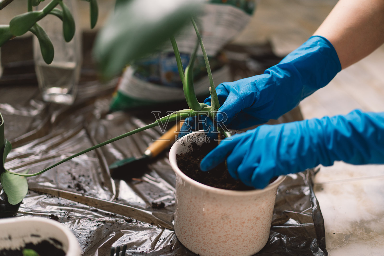 一位妇女正在小心地将室内植物移栽到一个新的花盆里照片摄影图片