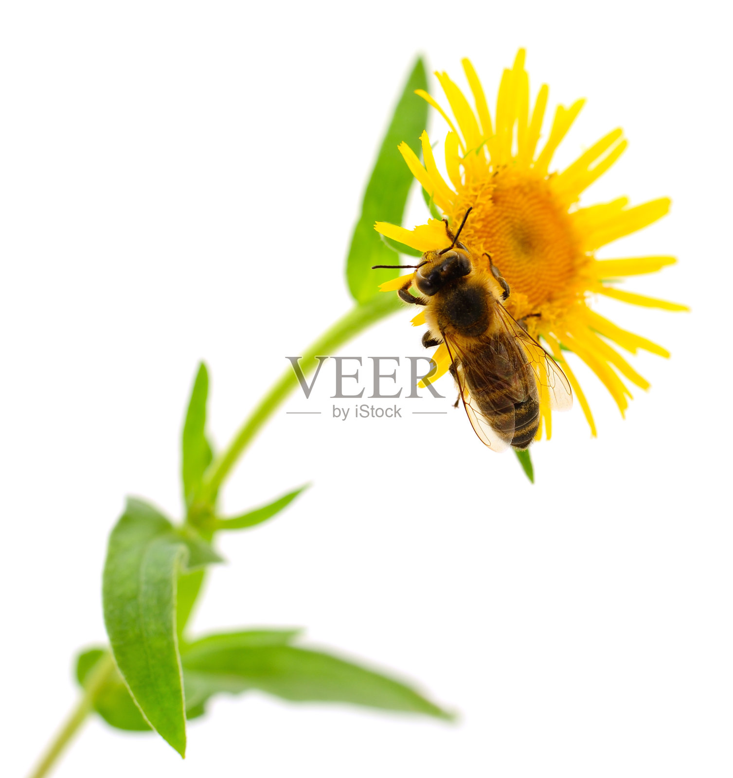 蜜蜂和黄花照片摄影图片