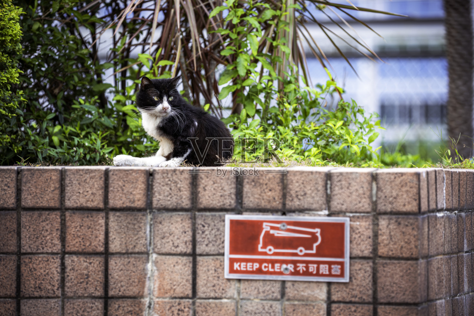 猫摄影照片摄影图片