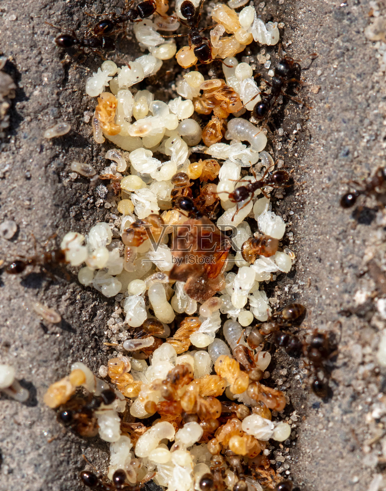 红蚂蚁卵的特写。宏照片摄影图片