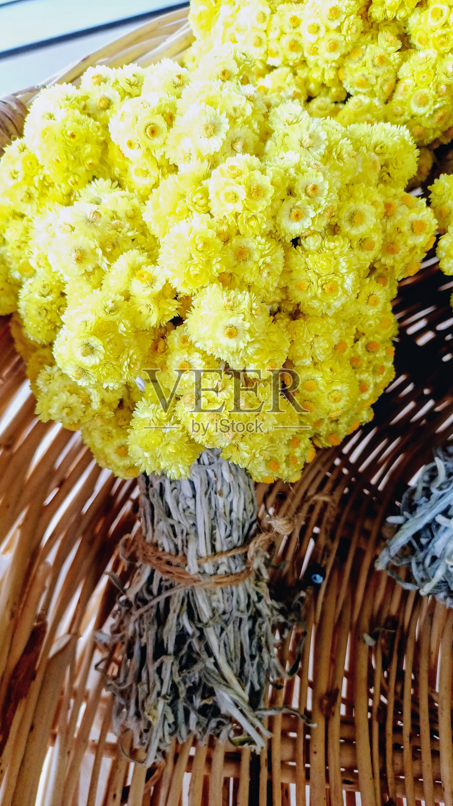 干金草照片摄影图片