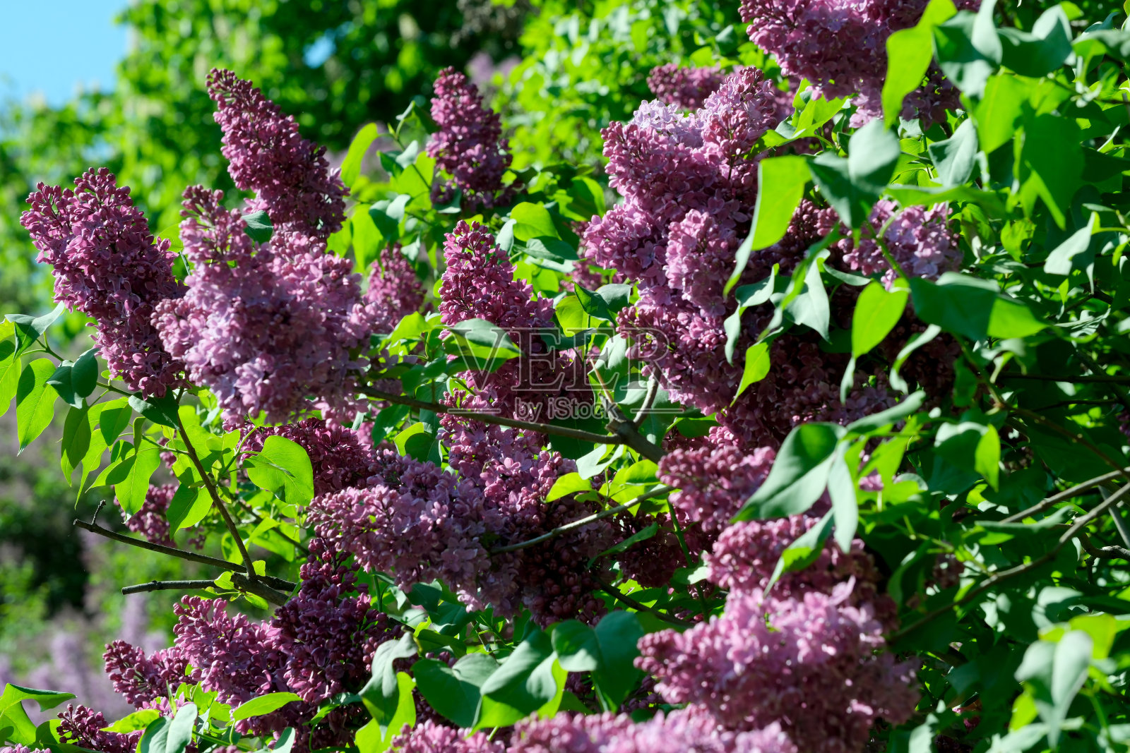 在一个阳光明媚的春日，植物园里盛开着茂盛美丽的丁香照片摄影图片