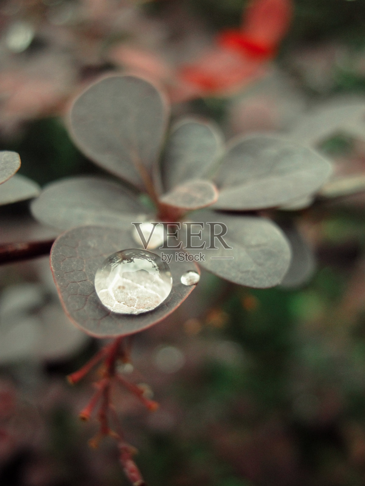 雨滴照片摄影图片