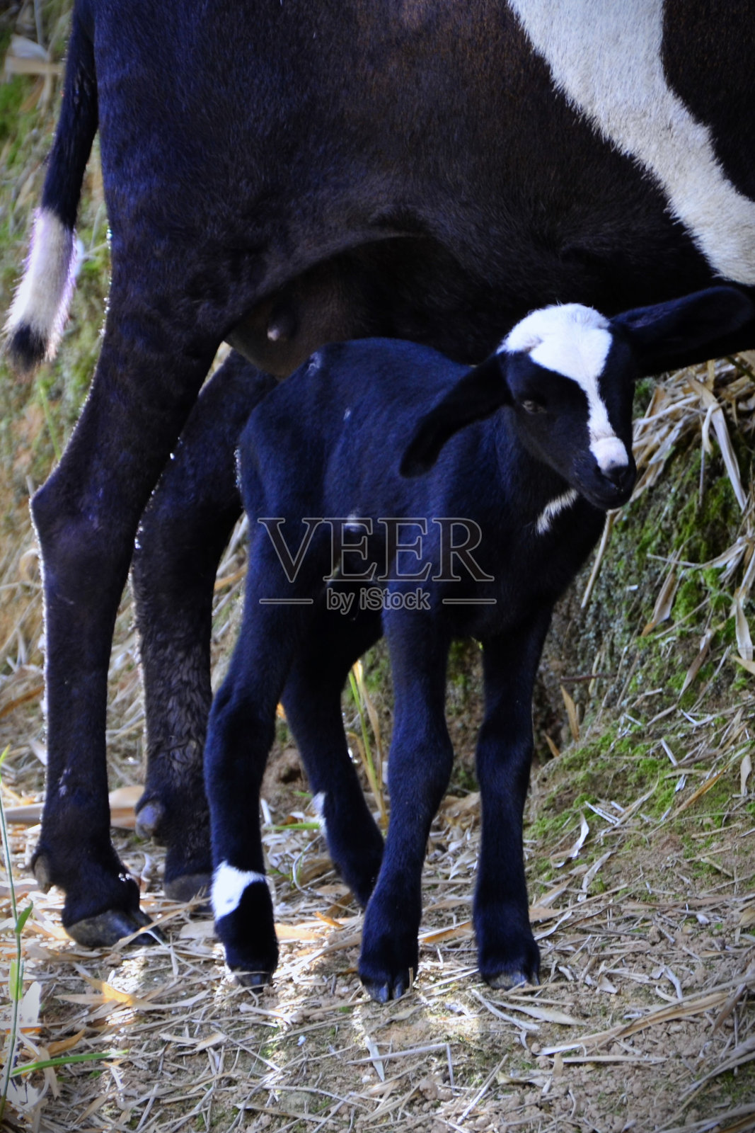 小山羊宝宝在山上照片摄影图片