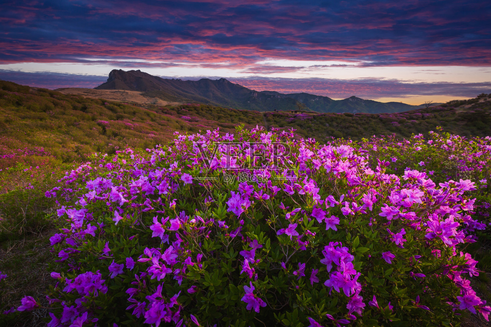 春天，在韩国合川郡附近的黄美山，以山脉为背景的粉红色杜鹃花。照片摄影图片