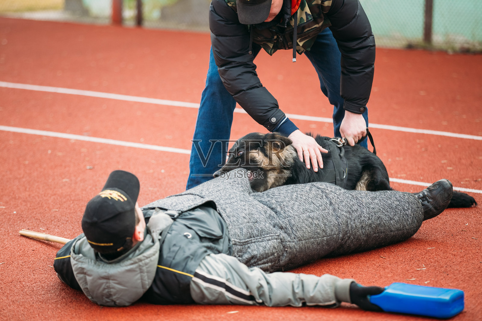 德国牧羊犬训练照片摄影图片