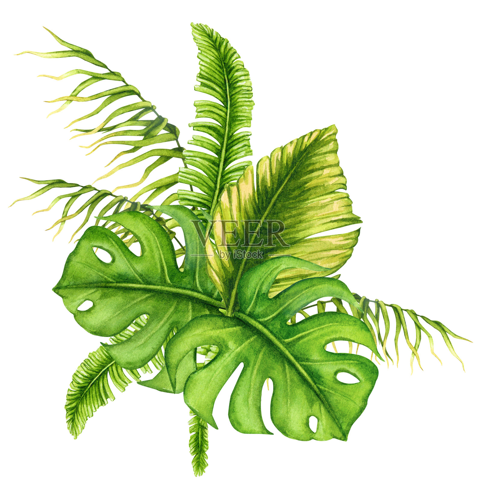 热带树叶的香味。水彩作品。逼真的植物插图。邀请函、海报、明信片、贺卡、文具、布艺印刷等设计。插画图片素材