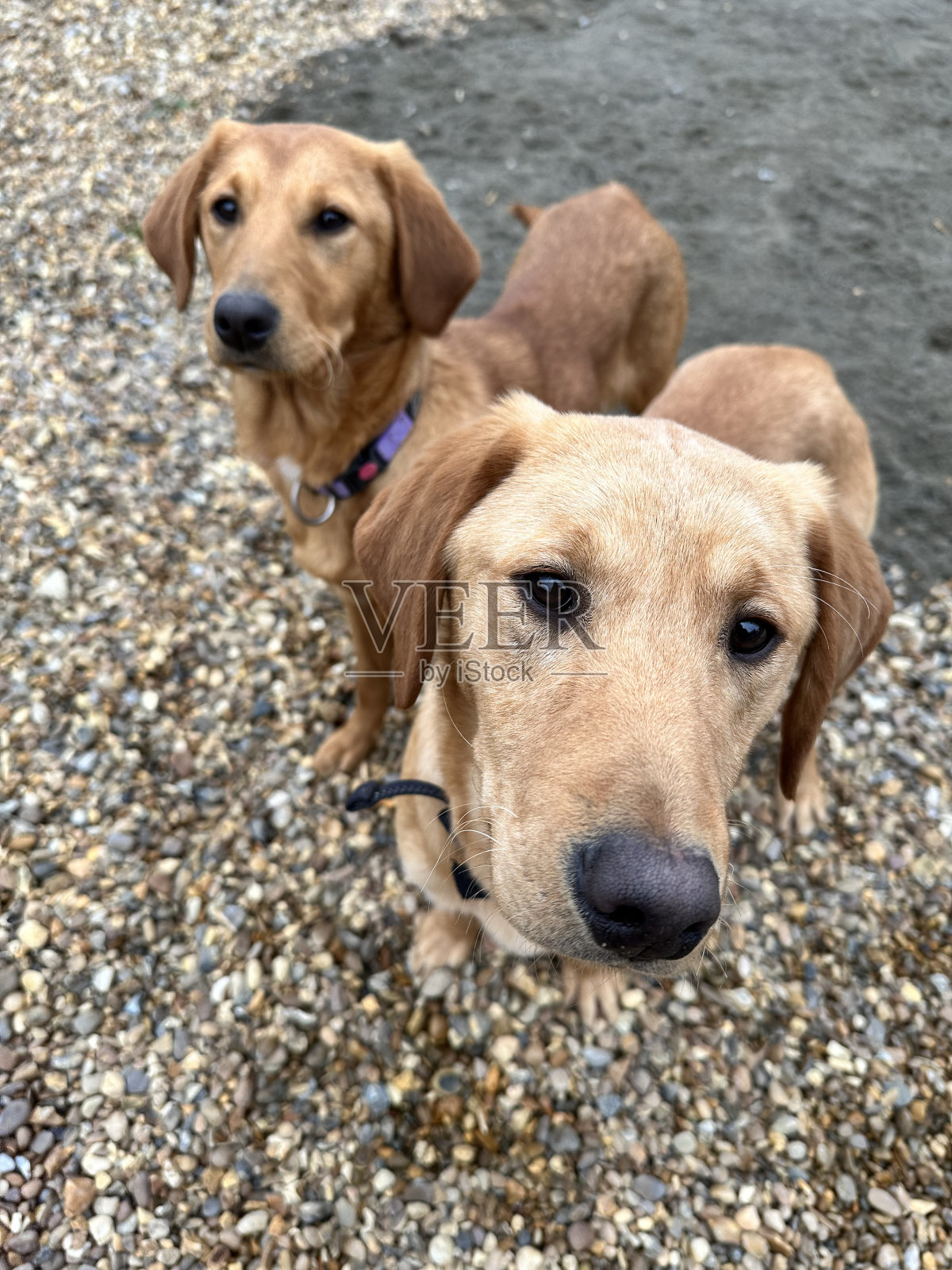 拉布拉多狗照片摄影图片