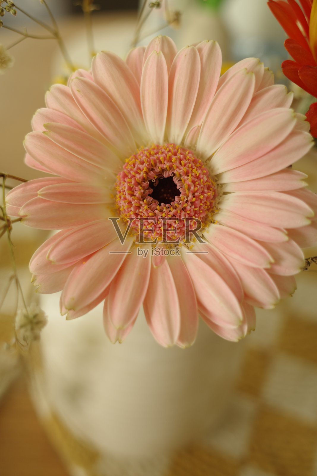 美丽的花照片摄影图片