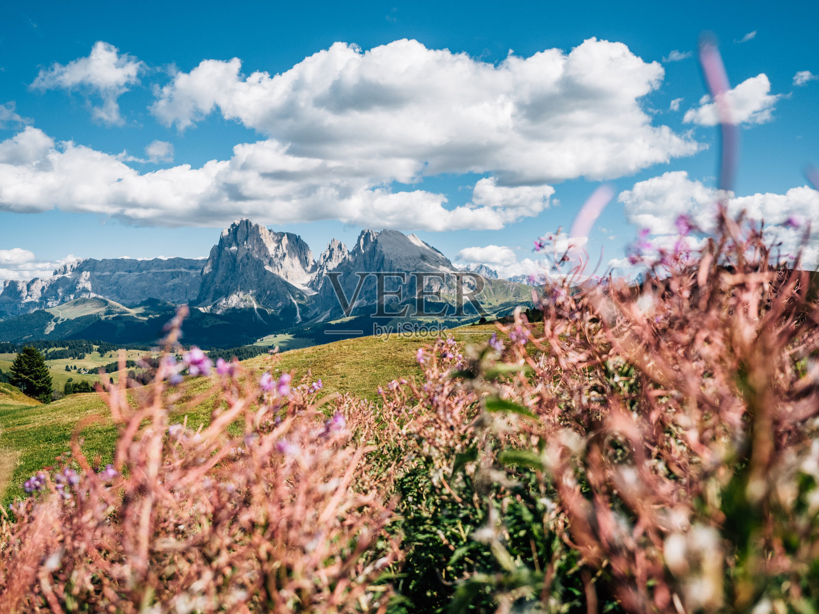 塞瑟尔阿尔姆全景与粉红色的花朵在前景照片摄影图片