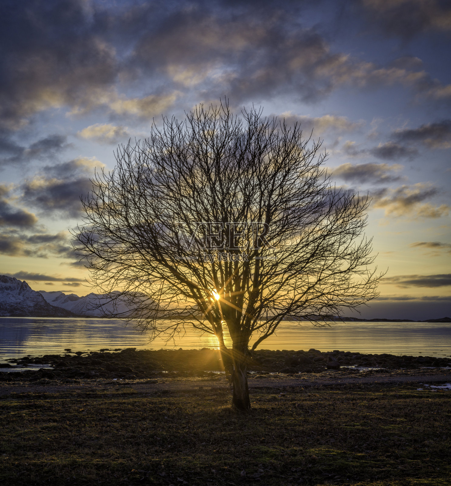 冬天雪山上的日落，前景中有一棵树。照片摄影图片