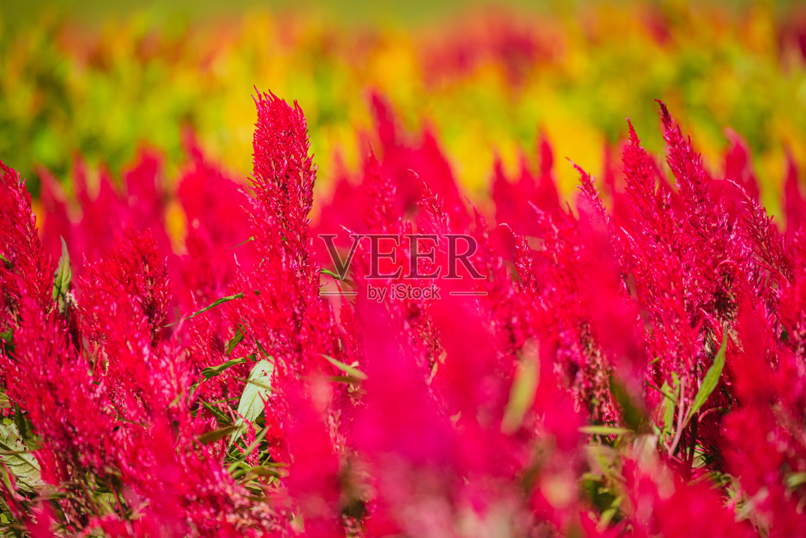 2023年10月，公园里秋天盛开的鸡冠花照片摄影图片