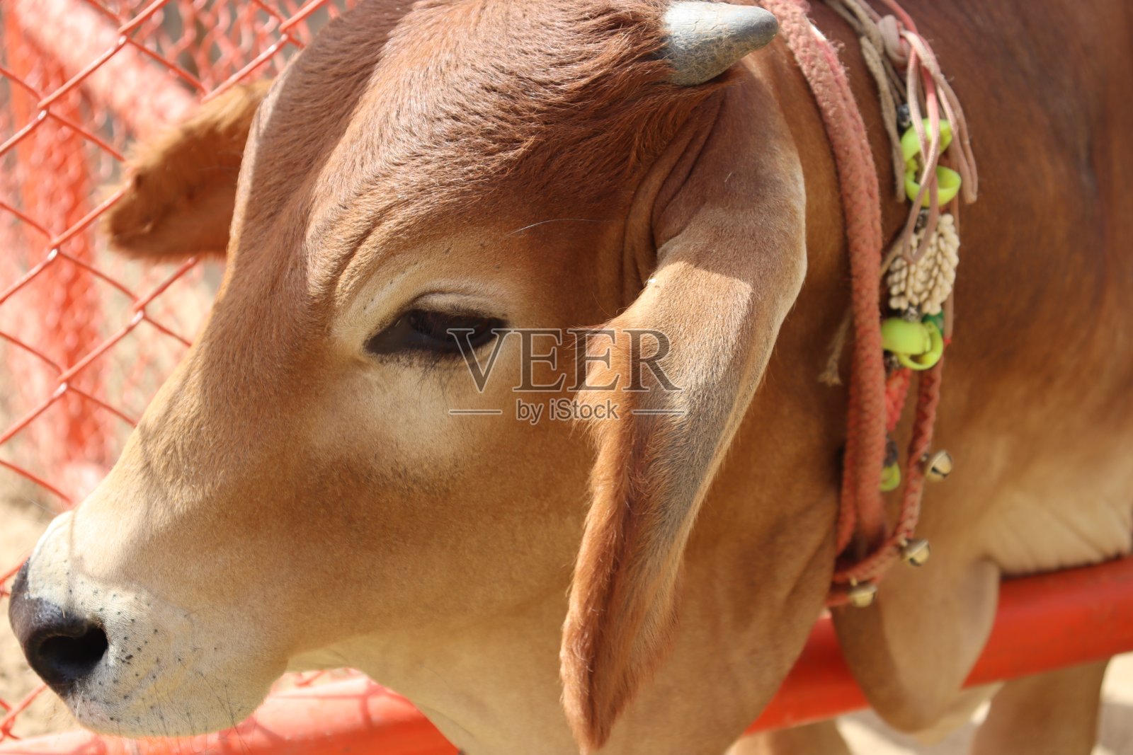 印度小母牛或公牛的特写照片摄影图片