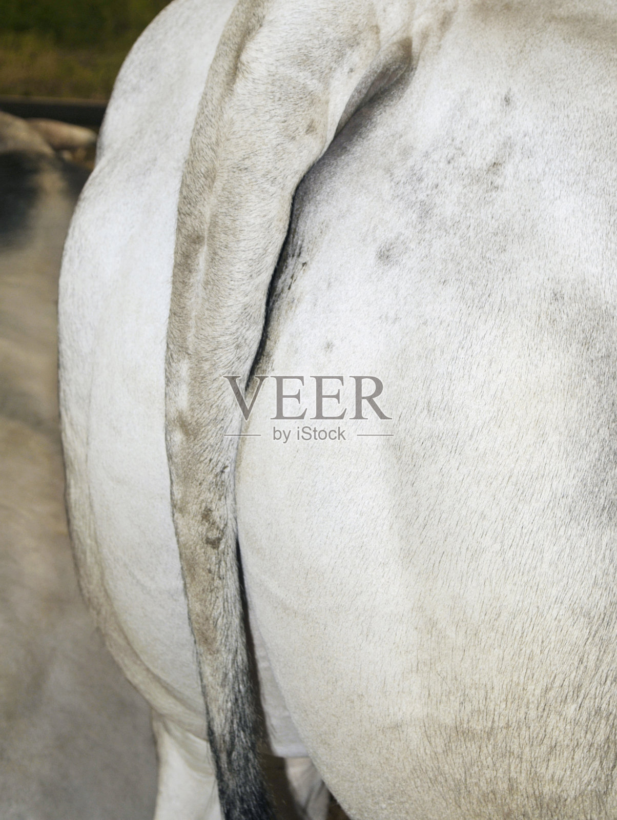 牛的尾巴照片摄影图片