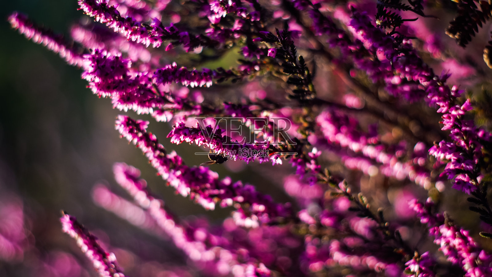 宏观的花朵和花朵照片摄影图片