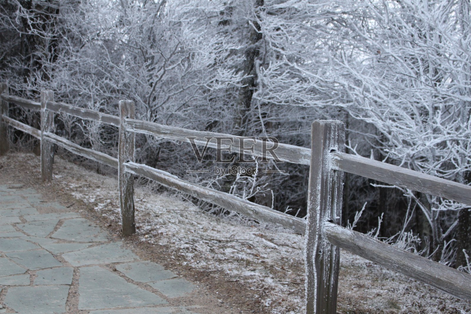 冰森林照片摄影图片