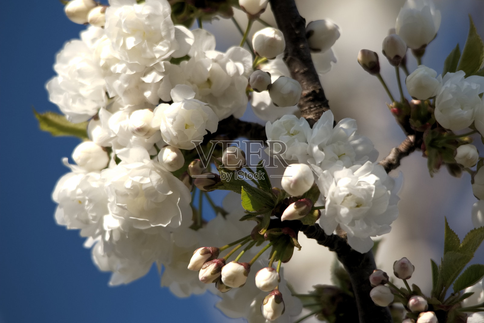 白色的樱花在春天盛开照片摄影图片