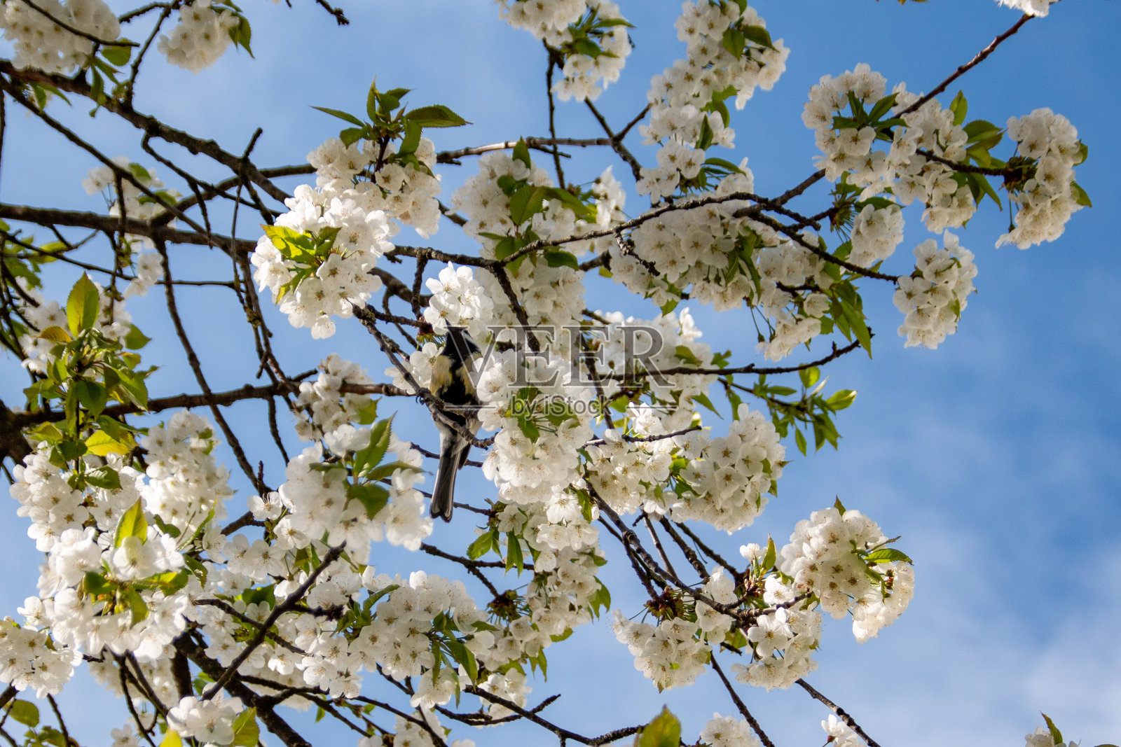 白色的樱花在春天盛开照片摄影图片
