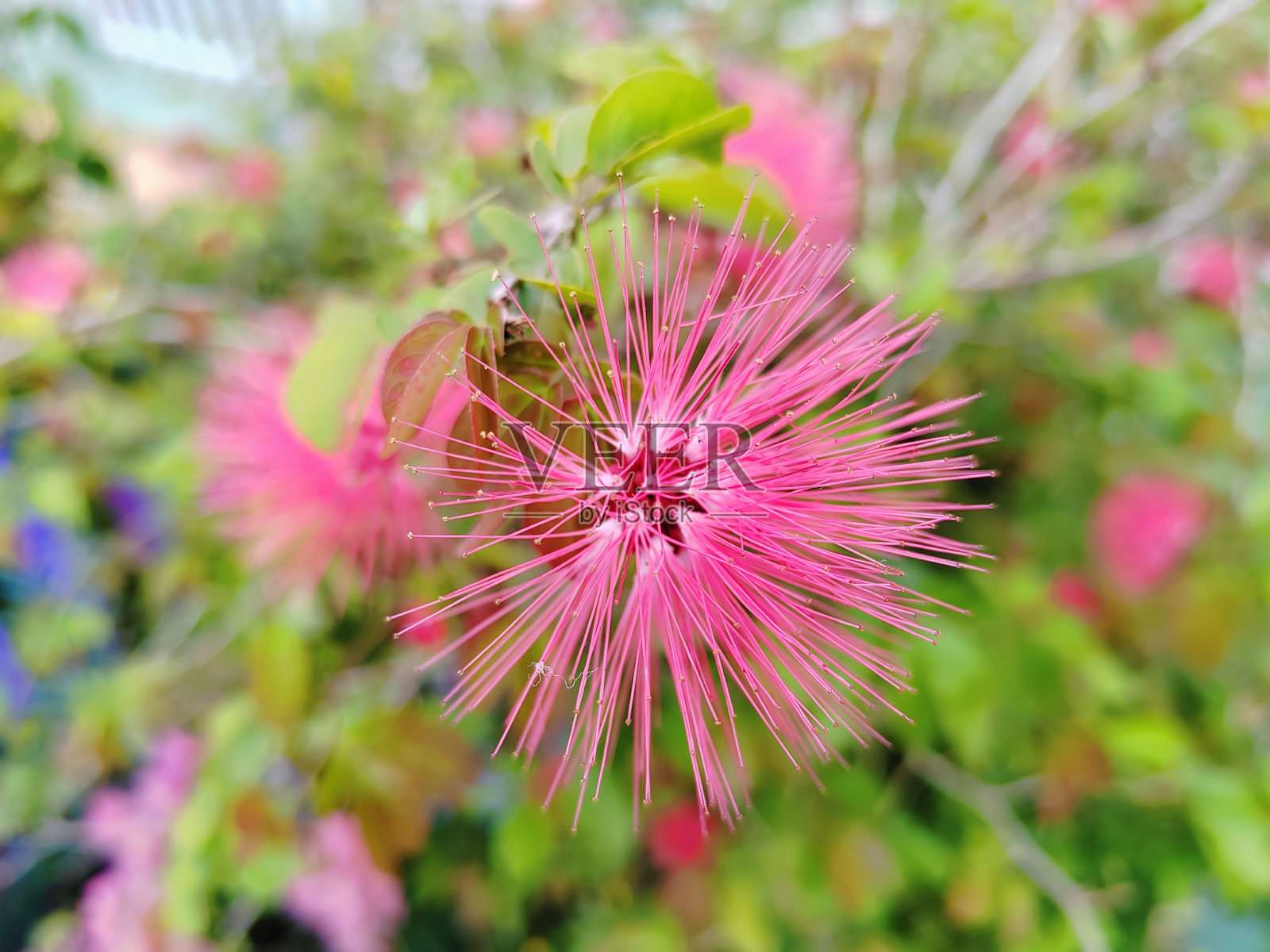 Calliandra tergemina照片摄影图片