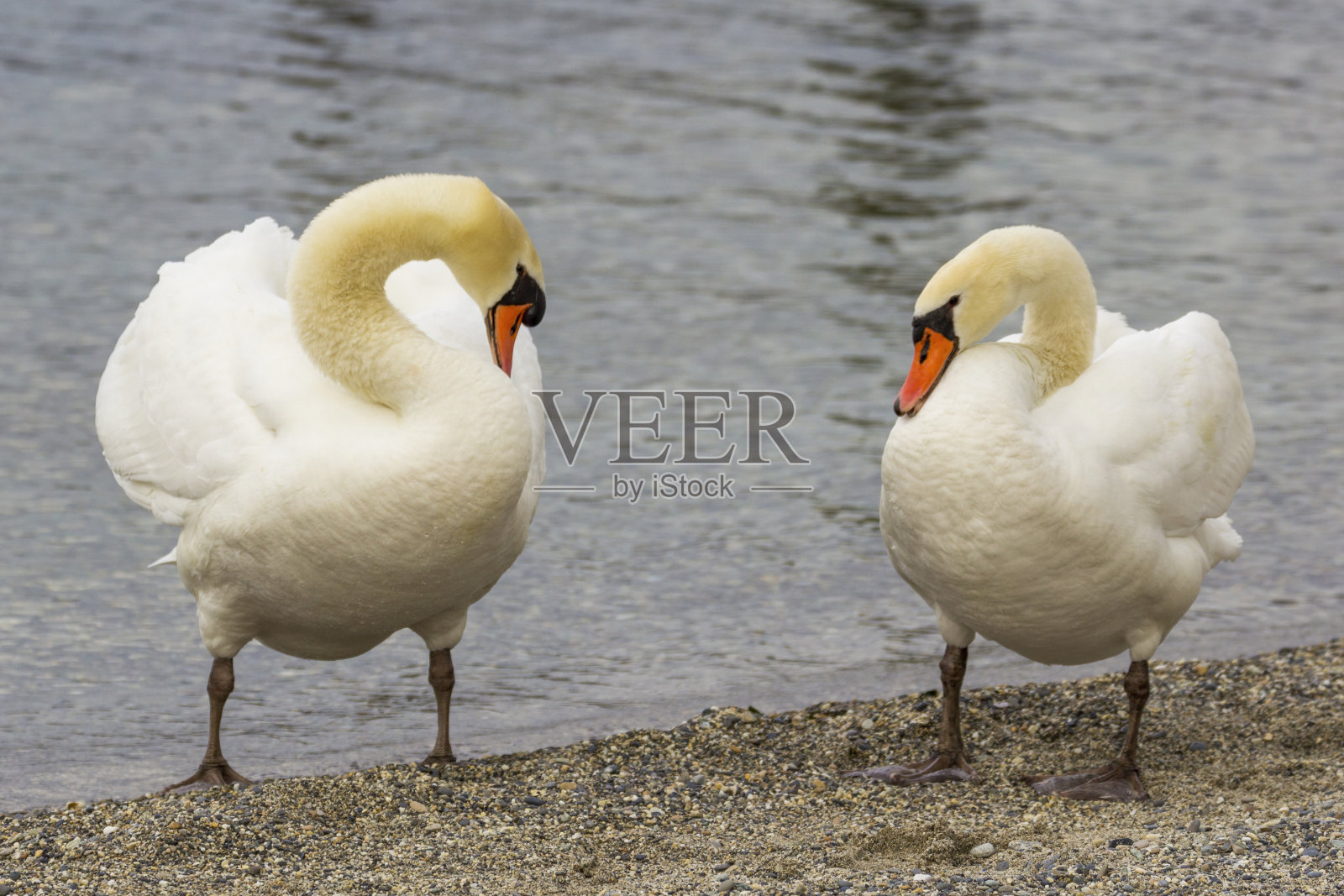日内瓦湖岸边的两只天鹅照片摄影图片