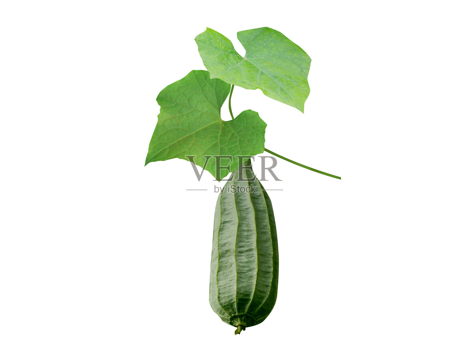 针状丝瓜或角状丝瓜照片摄影图片