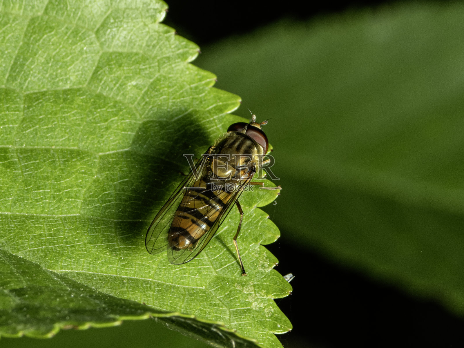 食蚜蝇照片摄影图片