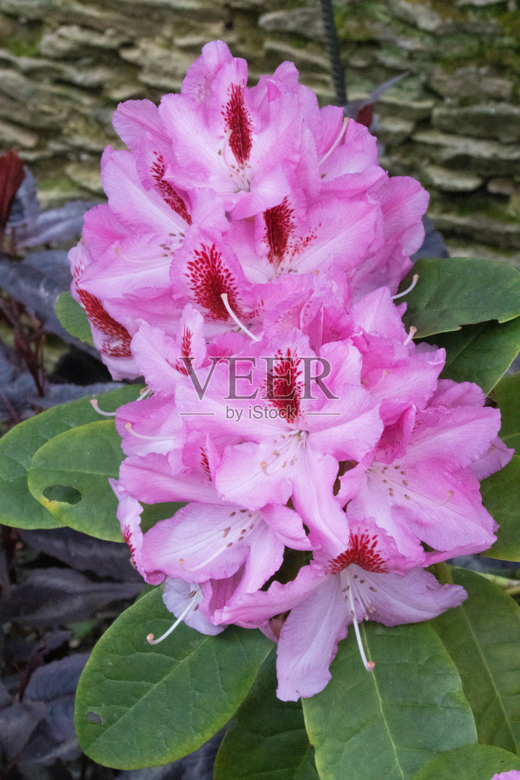 粉红色的杜鹃花照片摄影图片