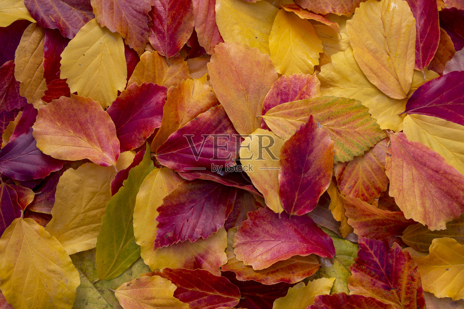 秋天背景照片摄影图片