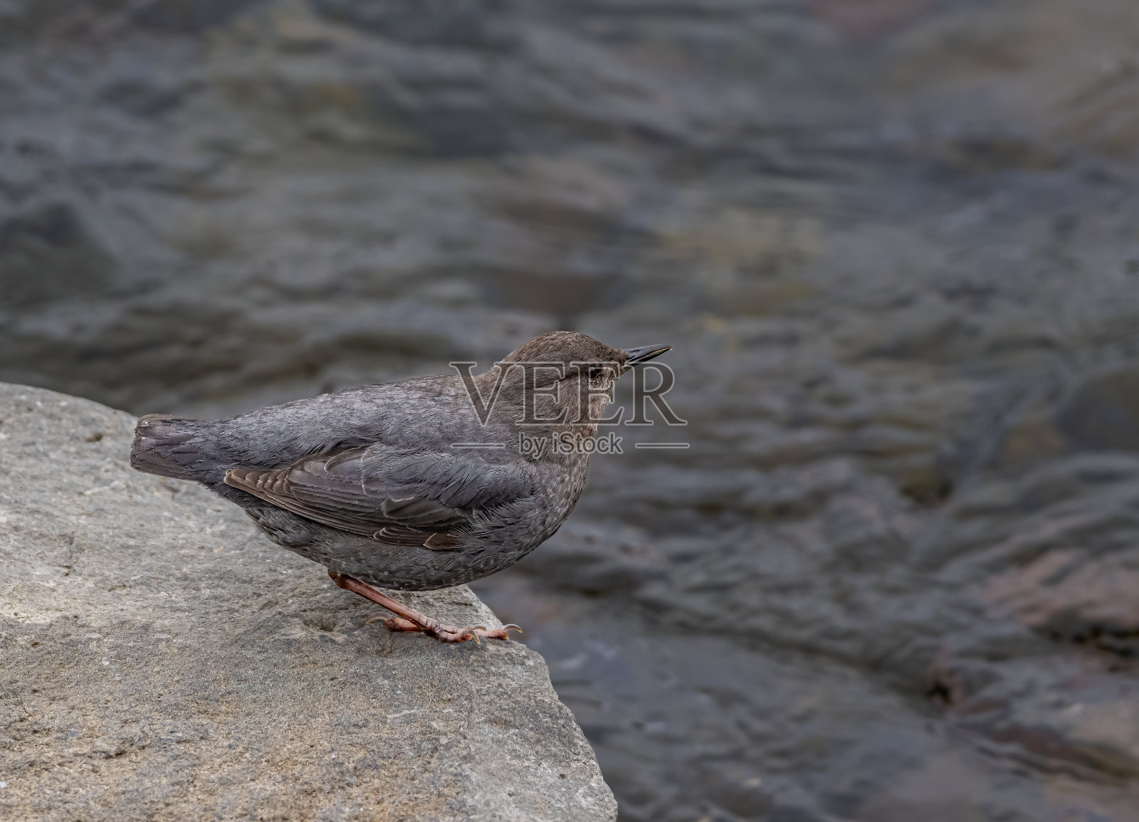美洲斗鸟，也被称为水ouzel，是一种半水生鸟类，原产于北美西部。在怀俄明州黄石国家公园的苏打溪河上。照片摄影图片