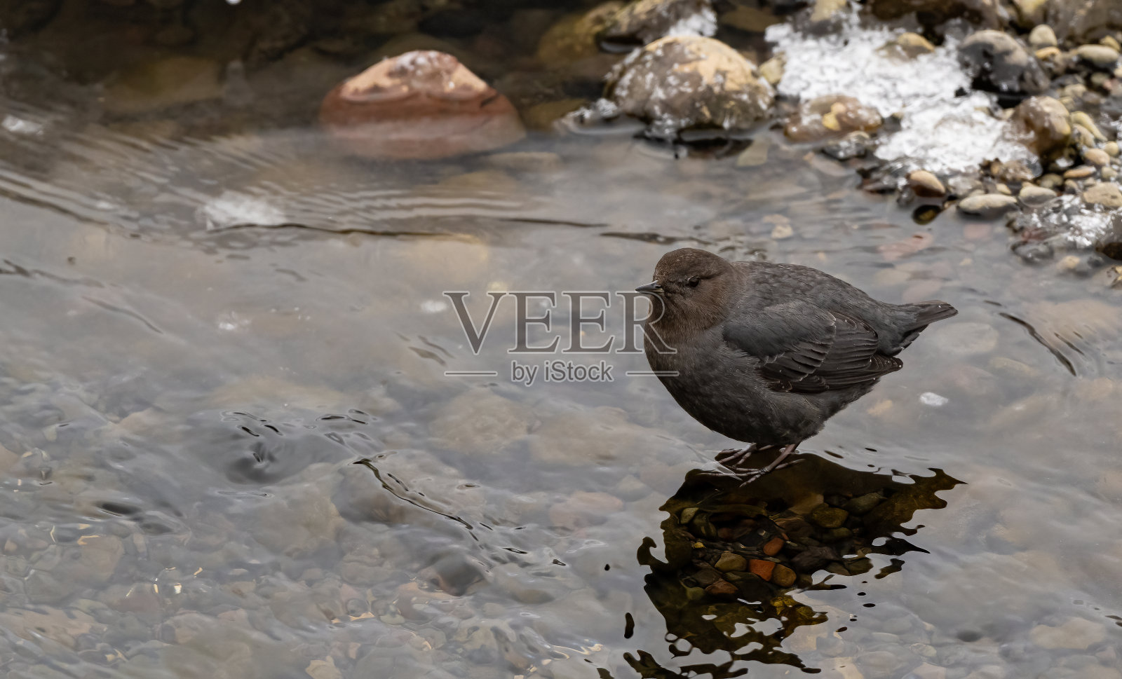 美洲斗鸟，也被称为水ouzel，是一种半水生鸟类，原产于北美西部。在怀俄明州黄石国家公园的苏打溪河上。照片摄影图片
