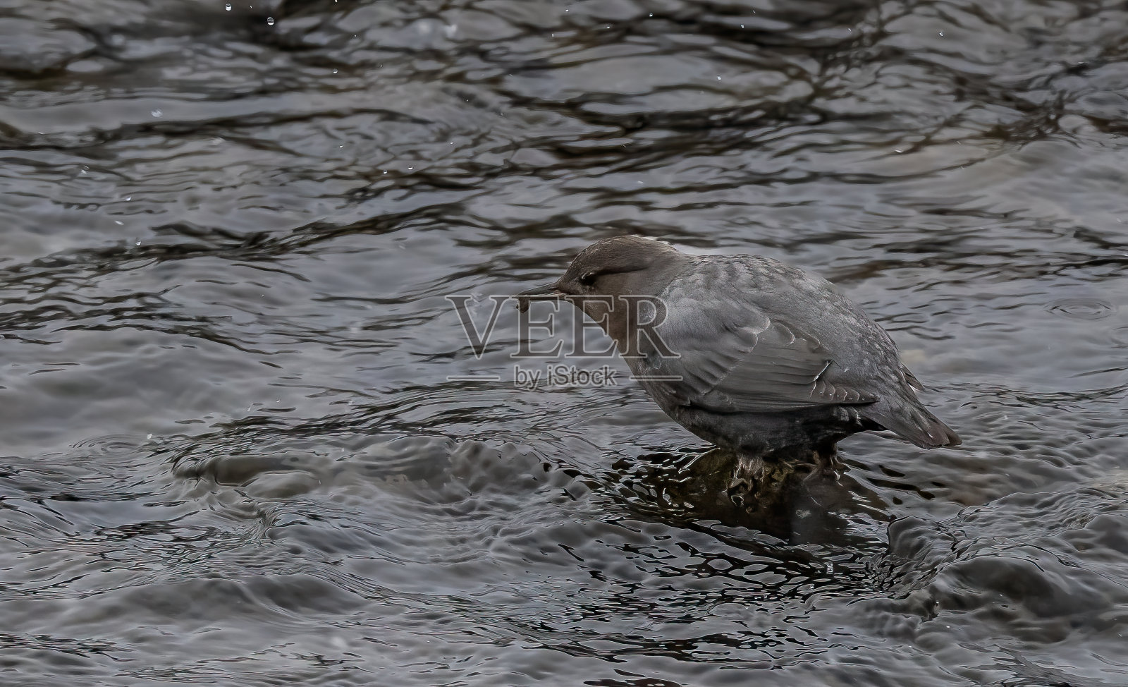 美洲斗鸟，也被称为水ouzel，是一种半水生鸟类，原产于北美西部。在怀俄明州黄石国家公园的苏打溪河上。照片摄影图片