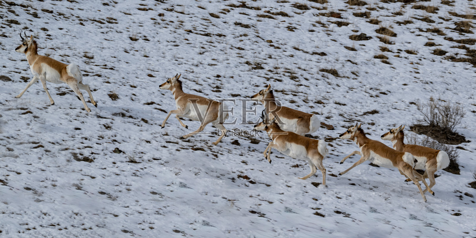 冬季，怀俄明州黄石国家公园里的美洲叉角羚。在雪地上奔跑。在地上。照片摄影图片