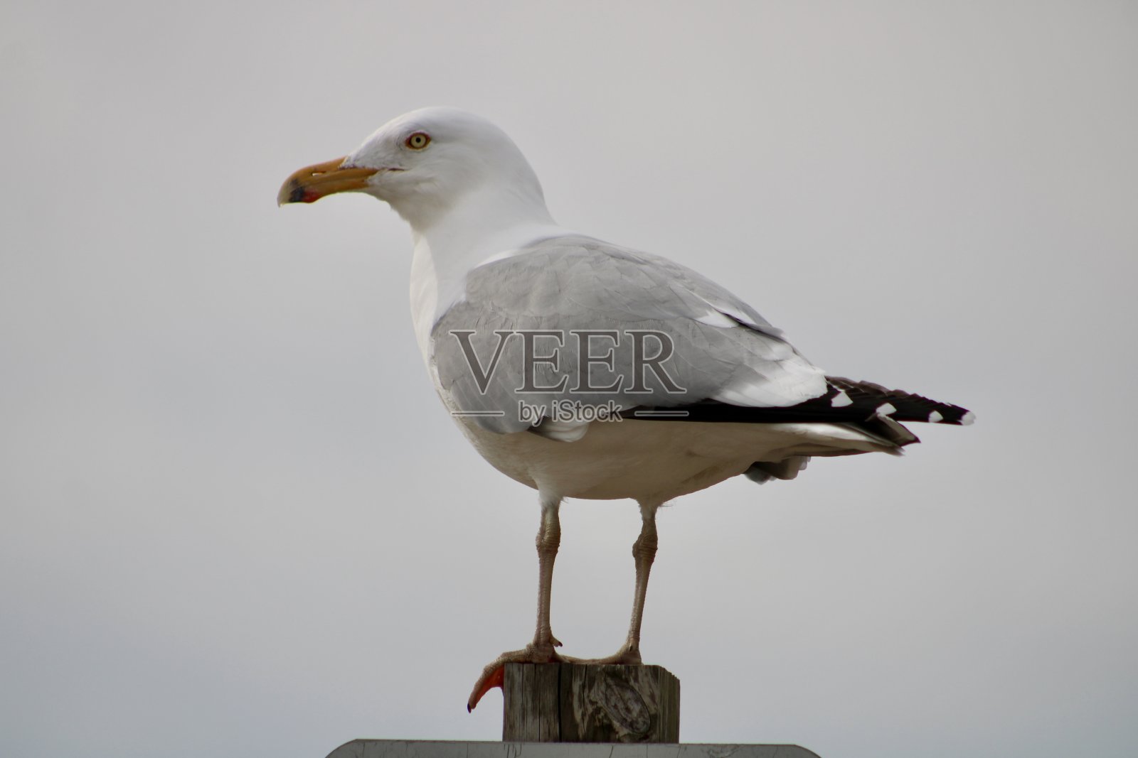 银鸥照片摄影图片