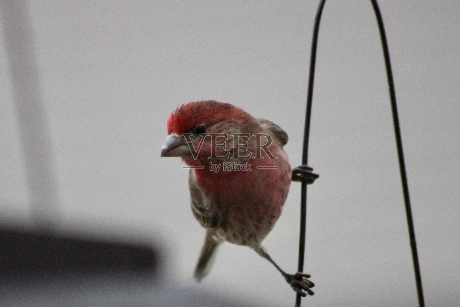 房子雀照片摄影图片