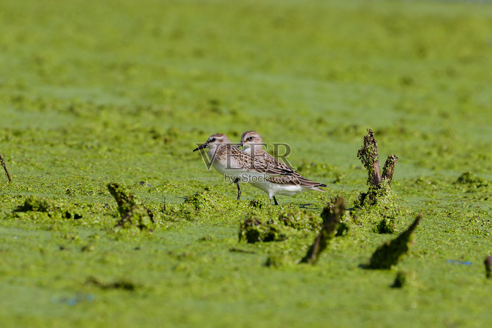 半蹼矶鹬(Calidris pusilla)照片摄影图片