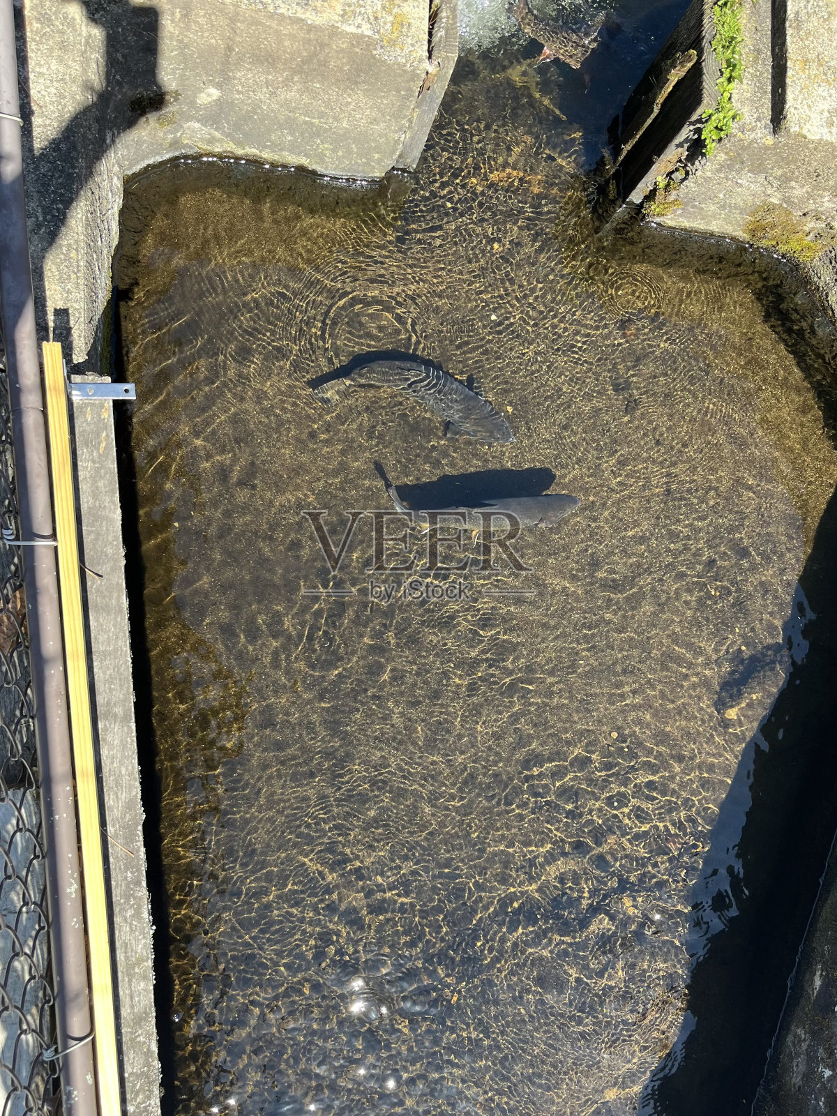 虹鳟鱼照片摄影图片