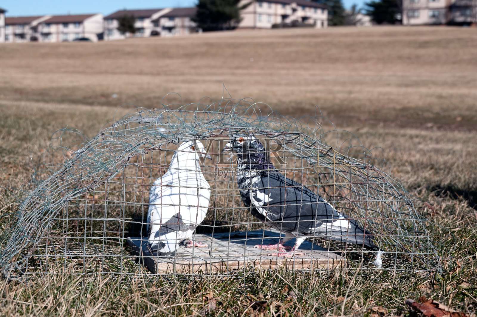 俘虏的鸽子照片摄影图片