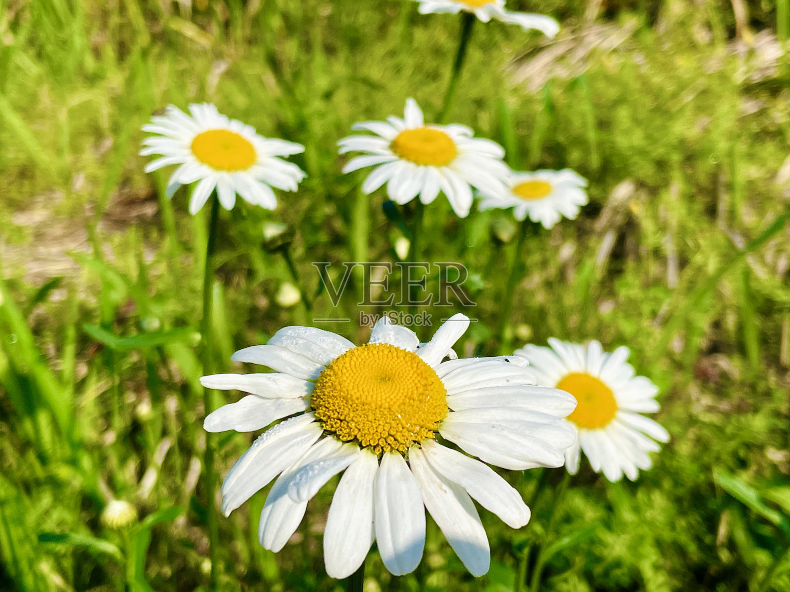 院子里的花很漂亮照片摄影图片