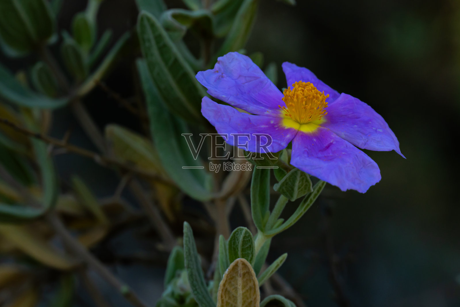 来自阿利坎特山区的花照片摄影图片