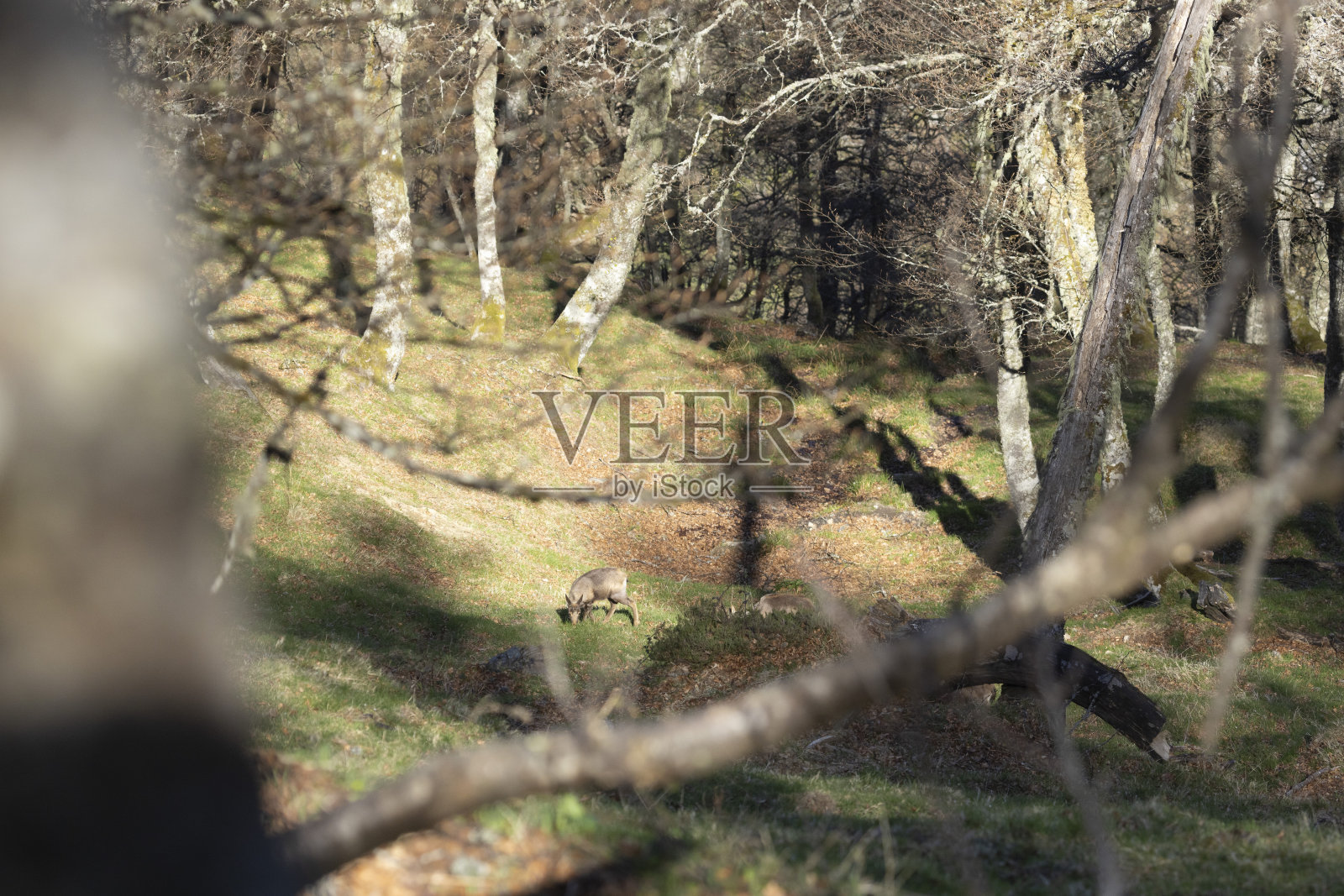 春天，小羚羊在森林里的小树林里吃草照片摄影图片