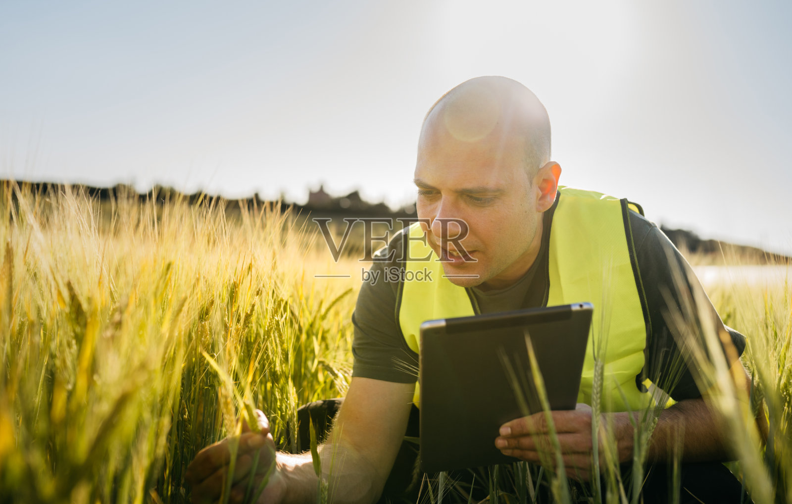 检查我的小麦照片摄影图片