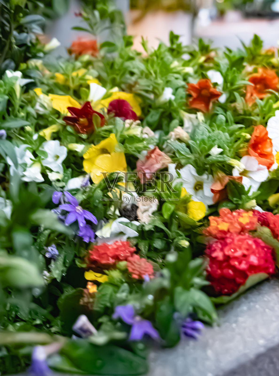 街边的花盆照片摄影图片